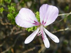 Pelargonium crispum