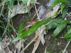 Leptochilus wrightii