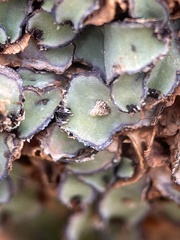 Plagiochasma rupestre