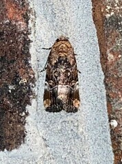 Elaphria chalcedonia