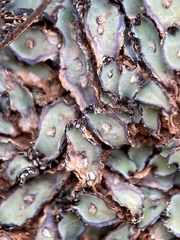 Plagiochasma rupestre