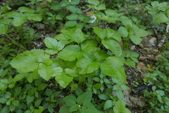 Smyrnium olusatrum