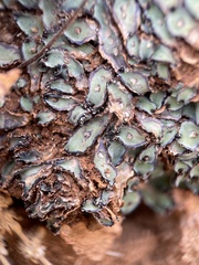 Plagiochasma rupestre