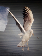 Chroicocephalus genei