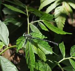 Leptogomphus sauteri formosanus