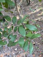Vaccinium arboreum