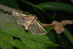 Omphisa anastomosalis