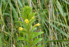 Oenothera