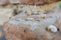 Papillifera papillaris