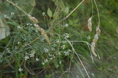 Lepidium graminifolium