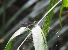 Leptogomphus sauteri formosanus