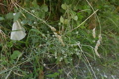 Lepidium graminifolium
