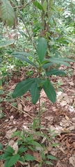 Myrsinoideae