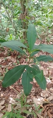 Myrsinoideae