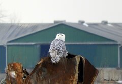 Bubo scandiacus