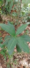 Myrsinoideae