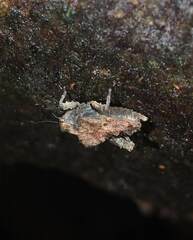 Austrohancockia gressitti