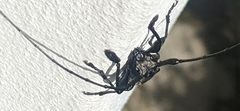 Lagocheirus araneiformis