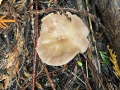 Rhodocybe