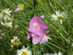 Malva