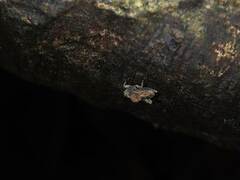 Austrohancockia gressitti