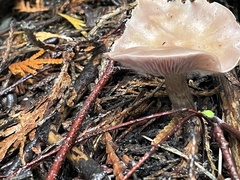 Rhodocybe