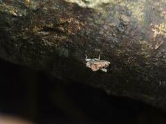 Austrohancockia gressitti