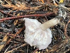 Rhodocybe