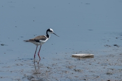 Himantopus mexicanus melanurus