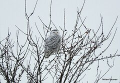 Bubo scandiacus