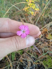 Dianthus chinensis