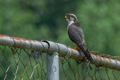 Falco femoralis