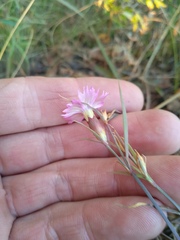 Dianthus chinensis