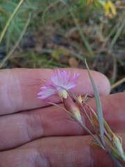 Dianthus chinensis