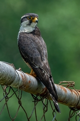 Falco femoralis