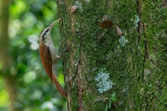 Lepidocolaptes angustirostris