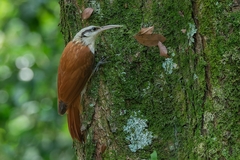 Lepidocolaptes angustirostris