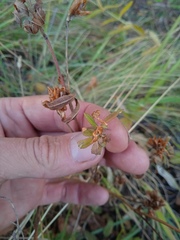Trifolium lupinaster