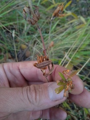 Trifolium lupinaster
