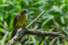 Agelasticus cyanopus