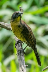 Agelasticus cyanopus