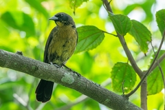 Agelasticus cyanopus