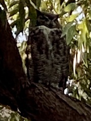 Bubo virginianus
