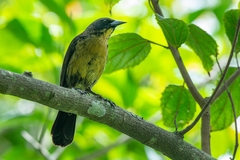 Agelasticus cyanopus