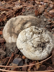 Pisolithus