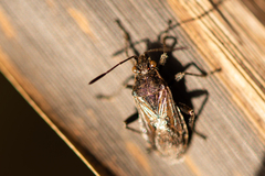 Stictopleurus punctatonervosus