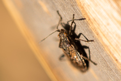 Stictopleurus punctatonervosus