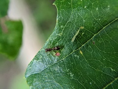 Synemosyna formica