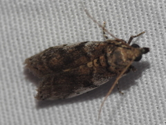 Sciota uvinella