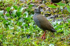 Pardirallus nigricans